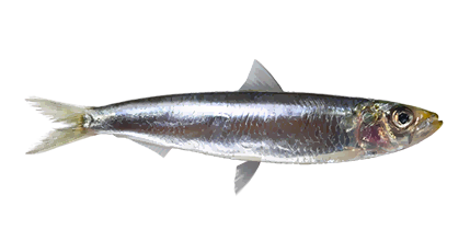 Filets D’anchois IMPERIAL 1x340g